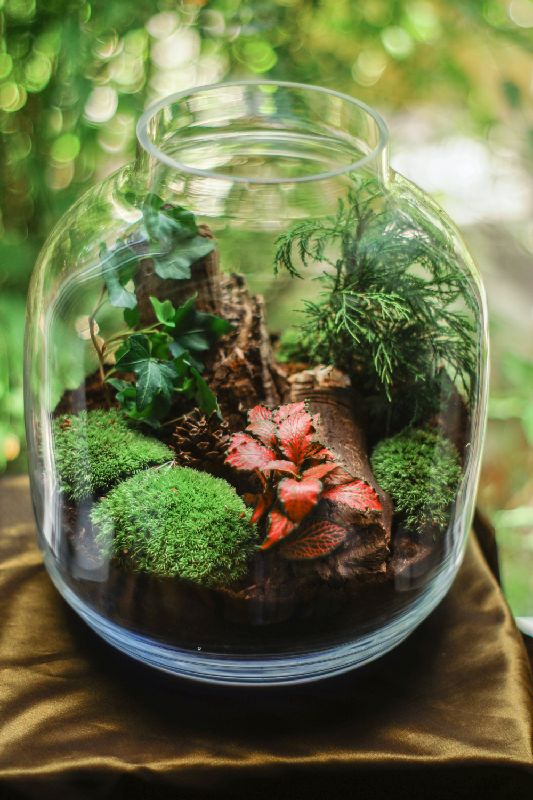 Glass Jar Terrarium